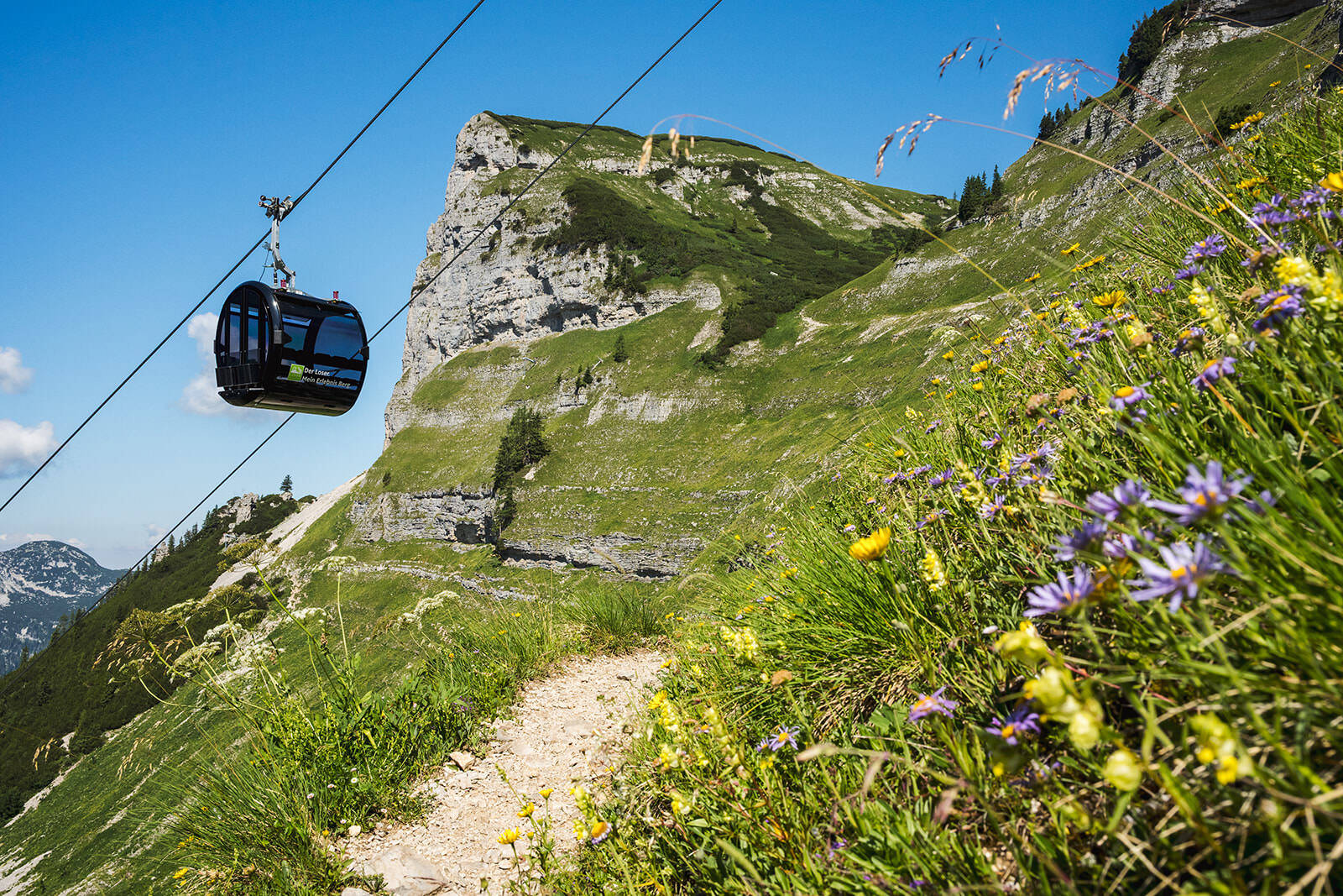 Blühende Alpenflora mit Weg und Bergbahn im Hintergrund